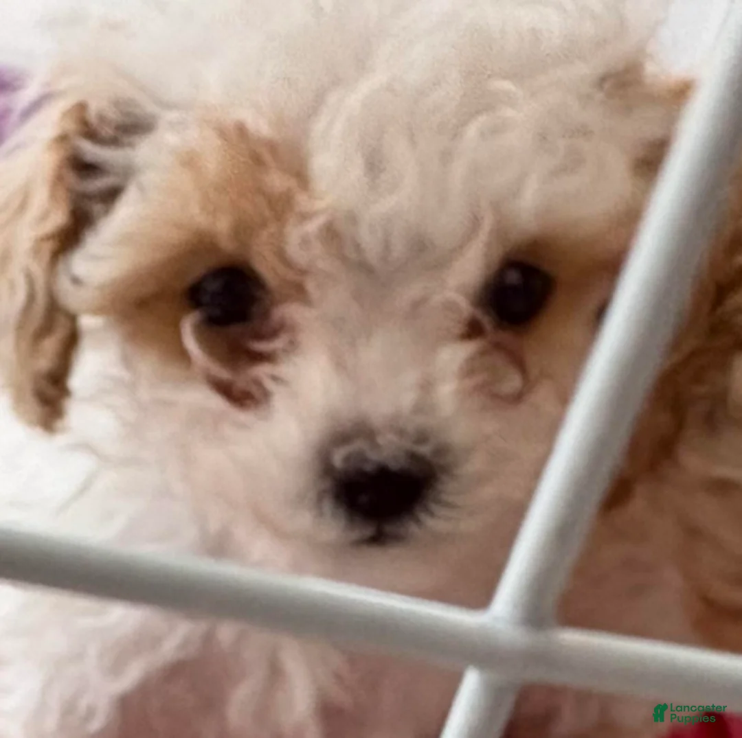 Standard Poodle dogs for sale: Tessi - Ad 4