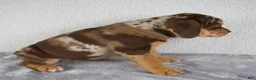 Beabull dogs for sale: Murphy - Ad 5