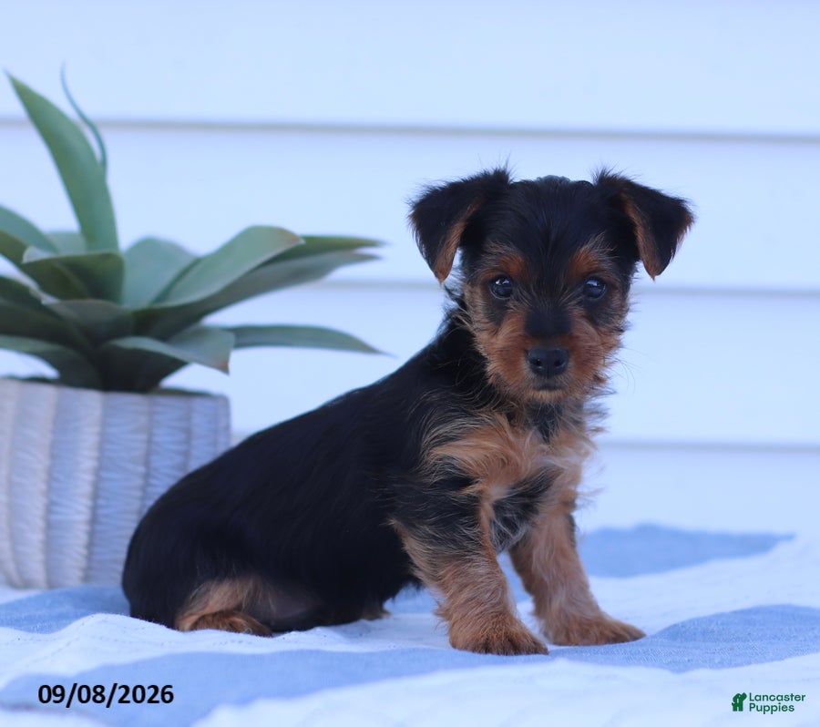Yorkshire Terrier dogs Wiggles - Ad 1