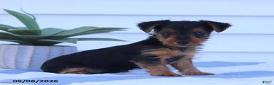 Wiggles