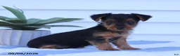 Yorkshire Terrier dogs for sale: Wiggles - Ad 1