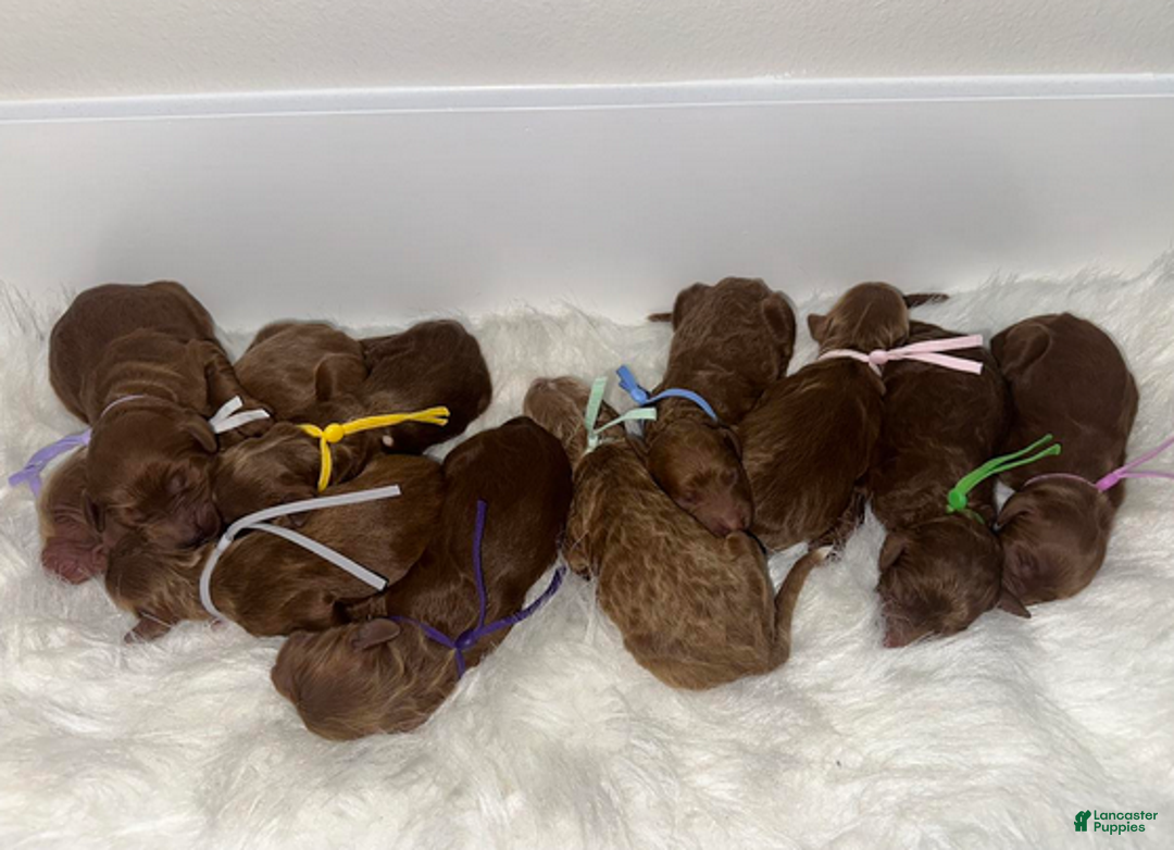 Goldendoodle dogs for sale: Girl 1 - Ad 3