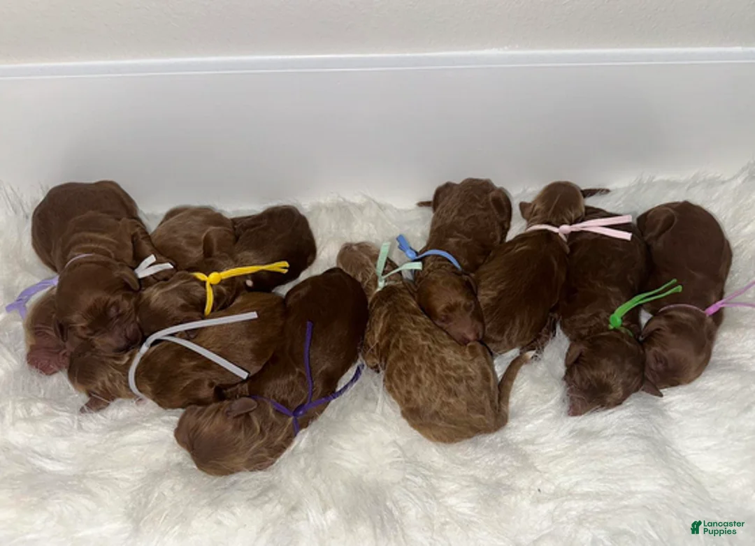 Goldendoodle dogs for sale: Girl 1 - Ad 3