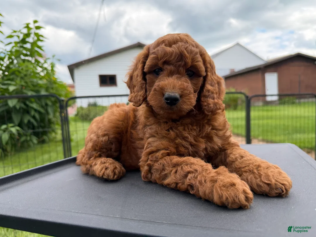 Mini Goldendoodle dogs for sale: Benny charting 25-30 pounds - Ad 1