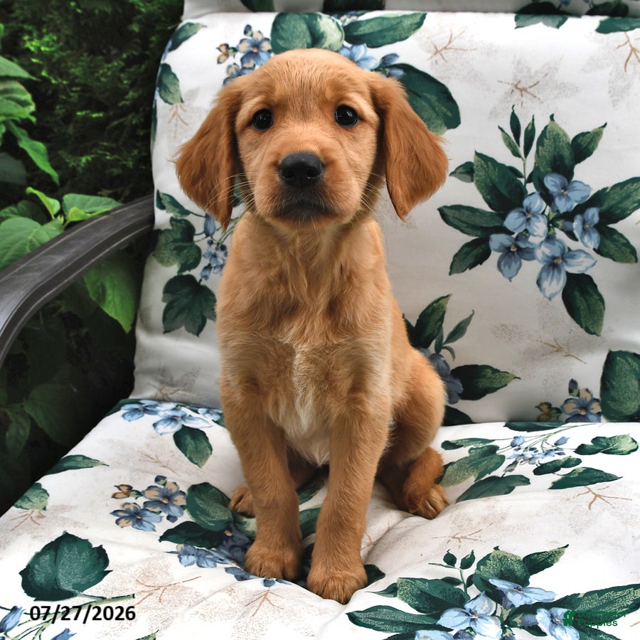 Golden Retriever dogs Jackie - Ad 1
