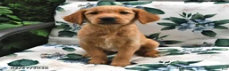 Golden Retriever dogs for sale: Jackie - Ad 1