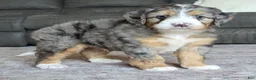 Mini Bernedoodle dogs for sale: Mini Charlie - Ad 14