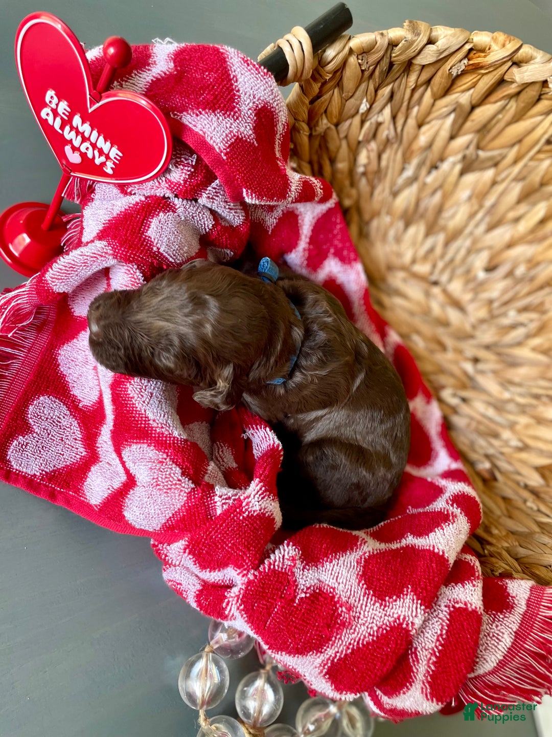 Goldendoodle dogs for sale: Mr blue - Ad 6