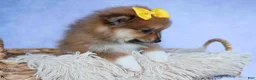 Pomeranian dogs for sale: Farris  - Ad 12