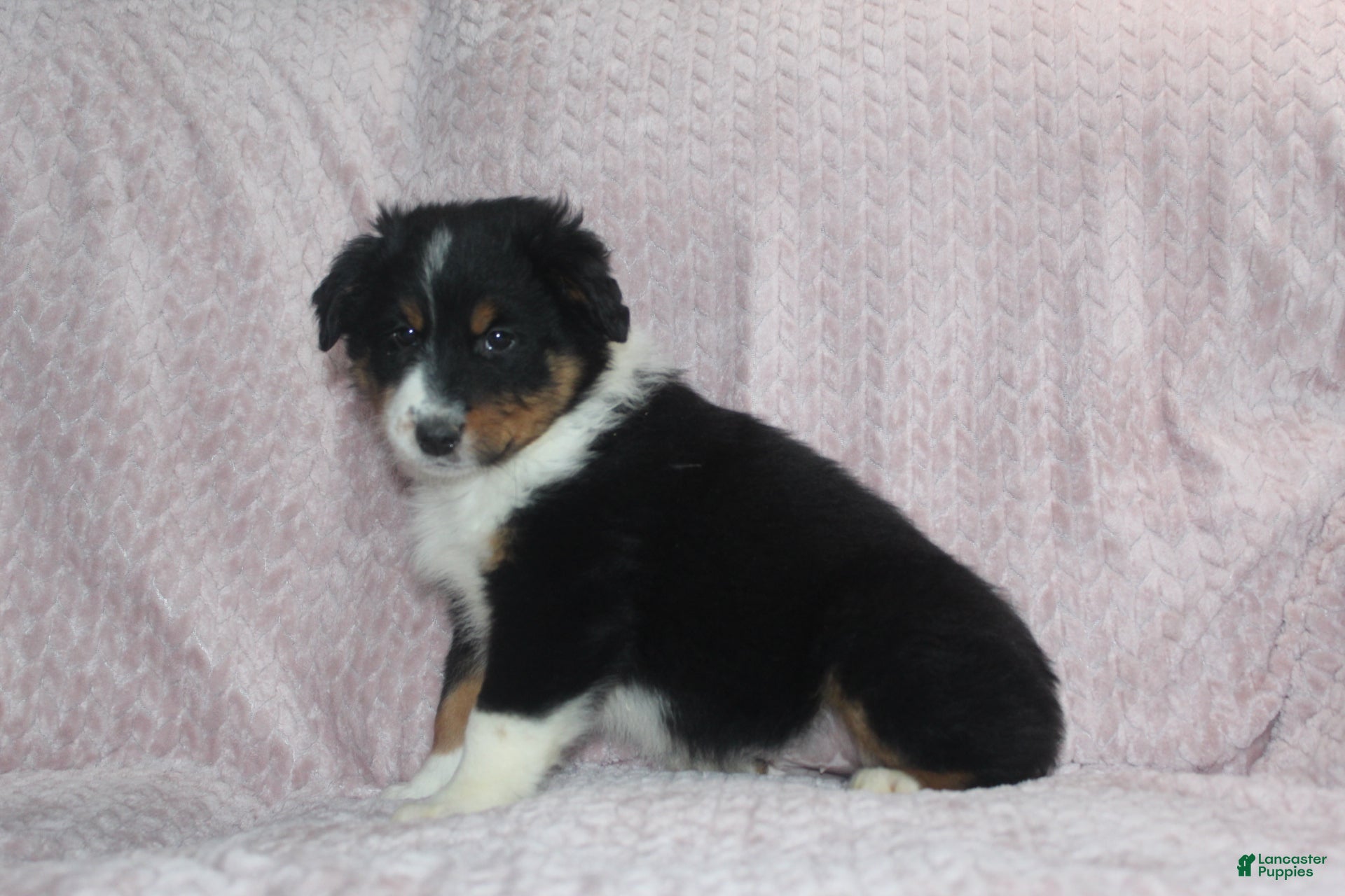 Australian Shepherd dogs Pistol  - Ad 2