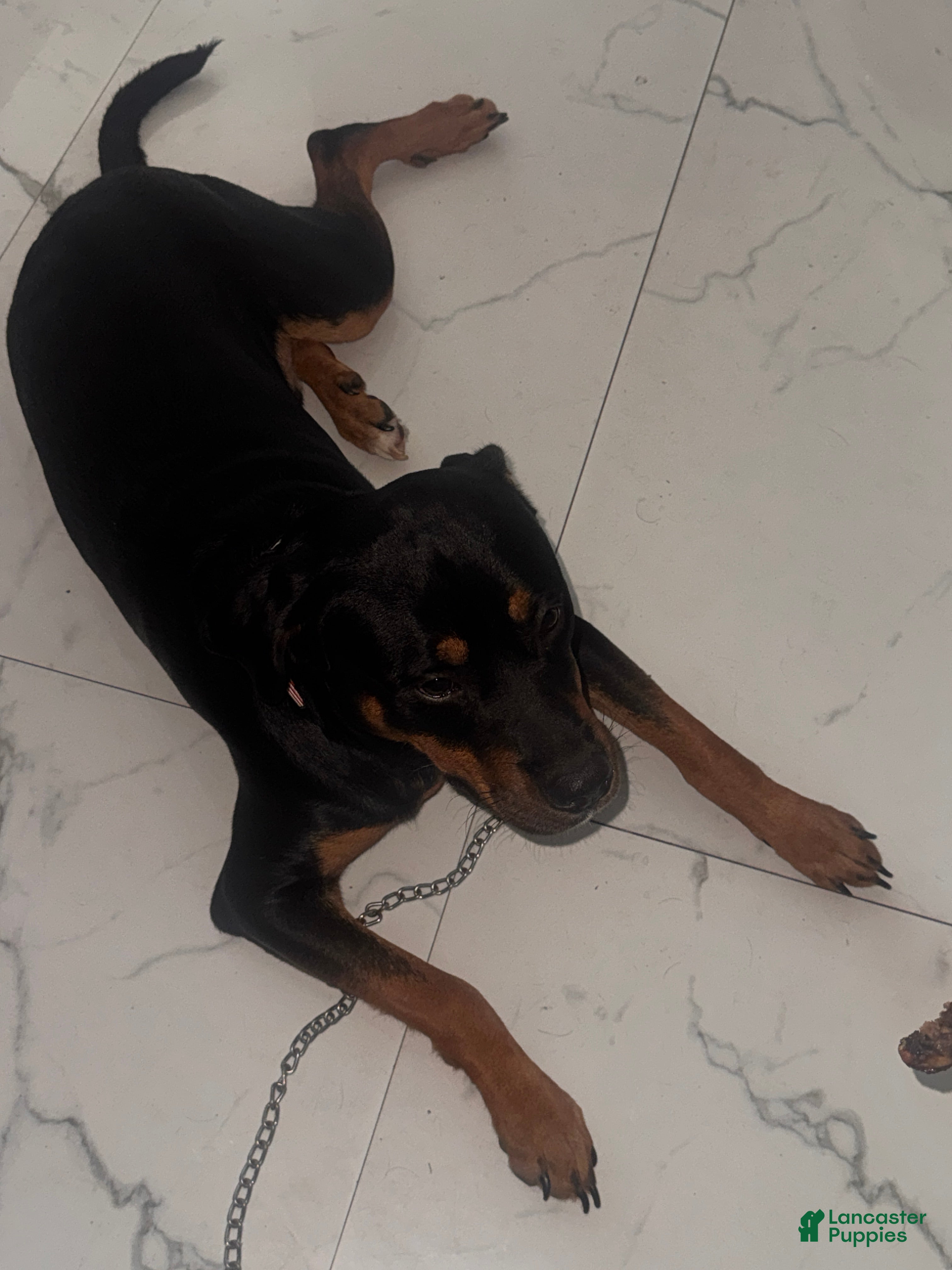 Rottweiler dogs Rottweiler 1 - Ad 16