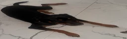 Rottweiler dogs for sale: Rottweiler 1 - Ad 1