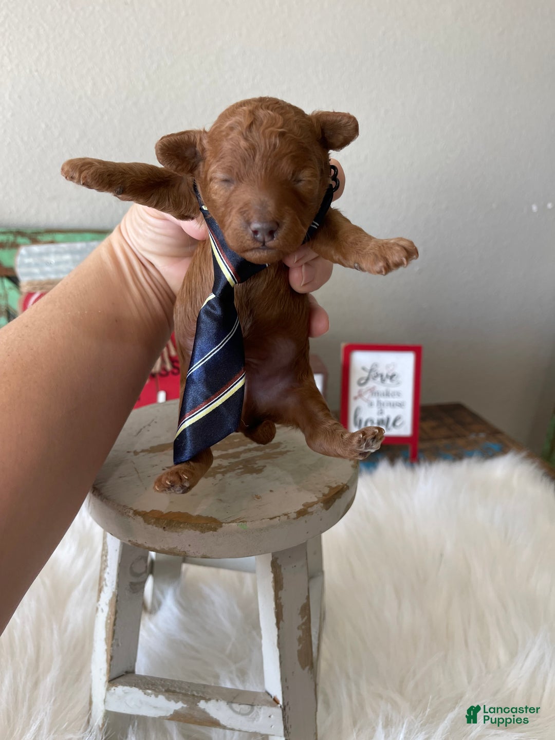 Toy Poodle dogs for sale: Akc Bred Color Red Boy - Ad 4