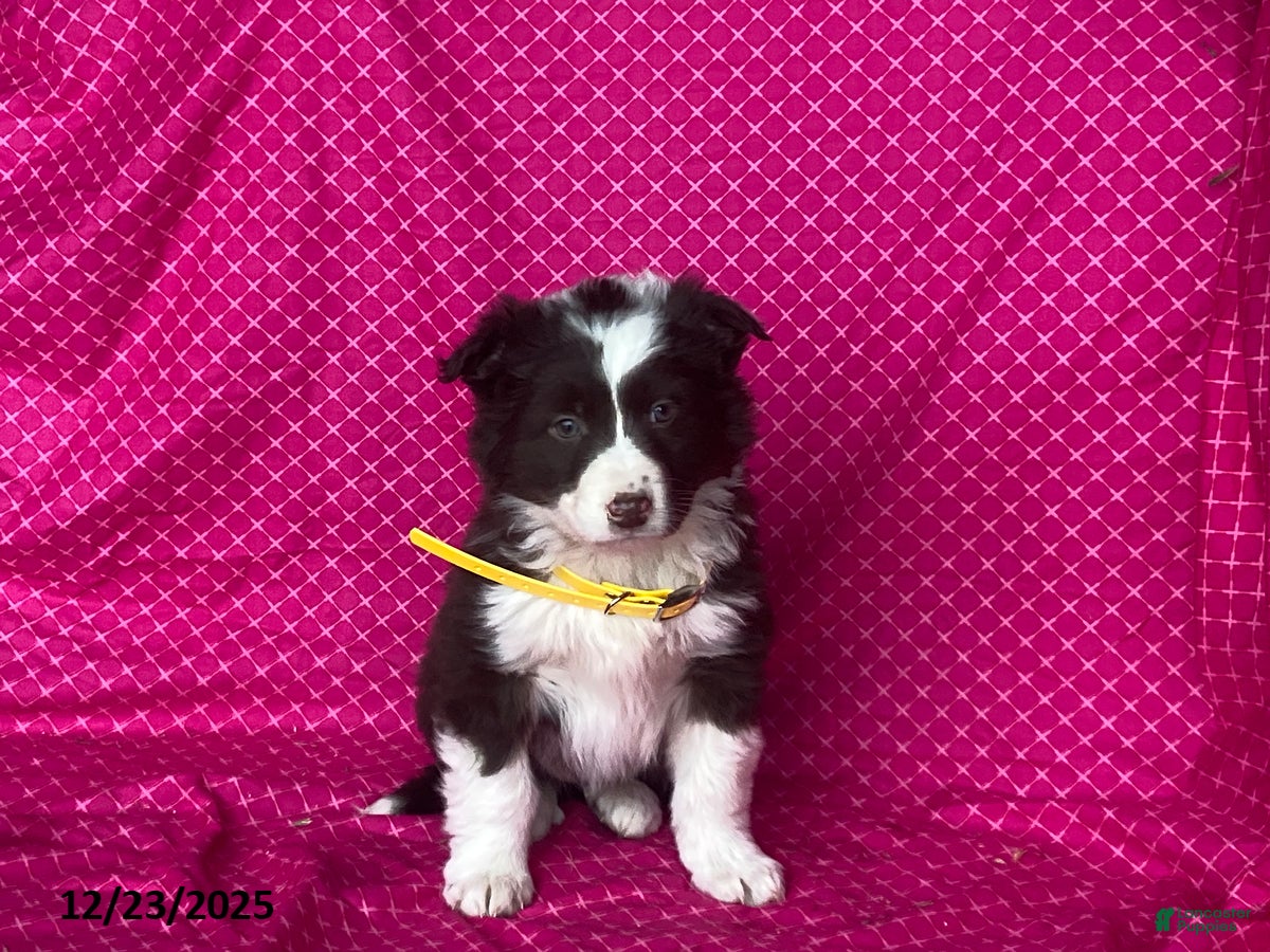 Mixed Breed dogs Goldie - Ad 30