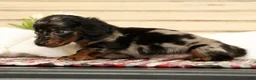 Miniature Dachshund dogs for sale: Milo - Ad 3