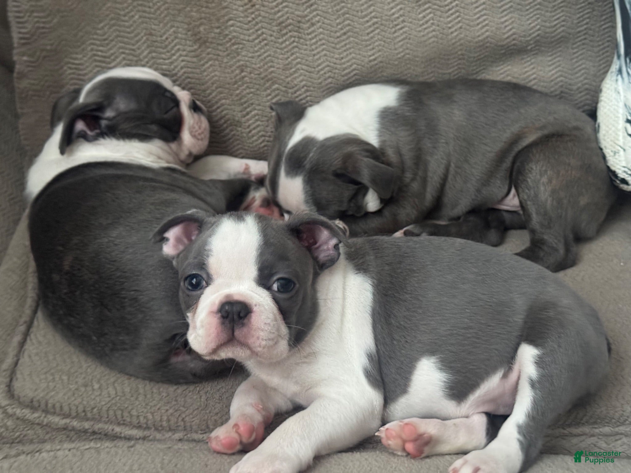 Boston Terrier dogs Macy - Ad 1