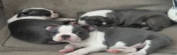 Boston Terrier dogs for sale: Macy - Ad 1