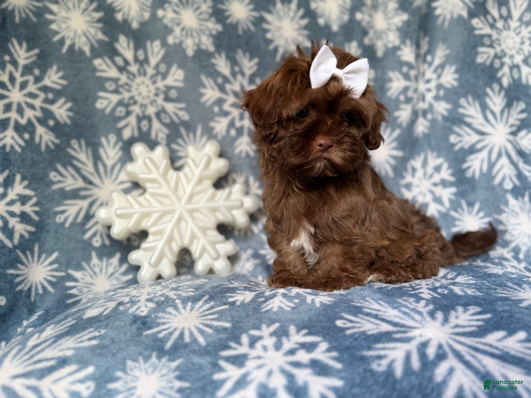 Shihpoo dogs for sale: Star - Ad 7