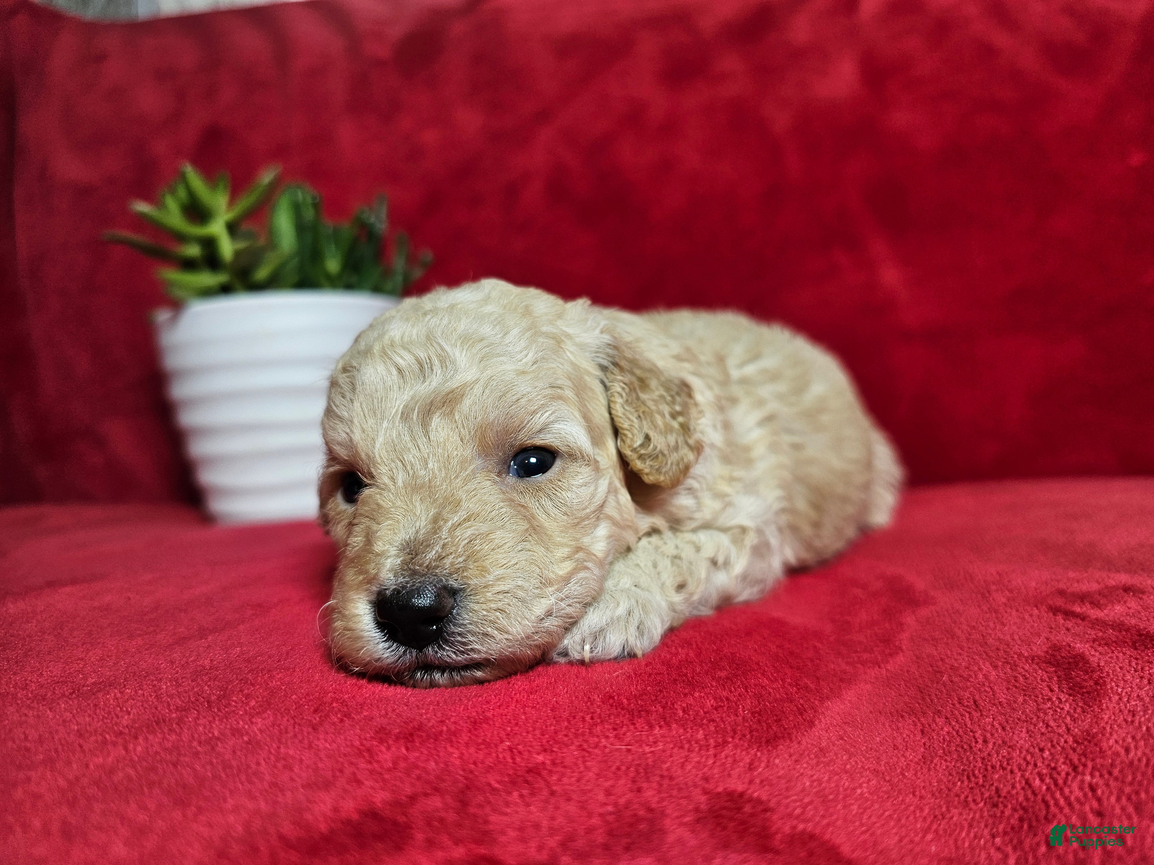 Mini Goldendoodle dogs Cassia - Ad 1