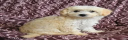 Maltipoo dogs for sale: Marcus - Ad 3
