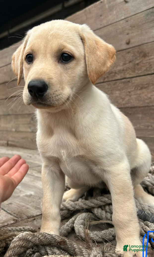 Sheprador dogs for sale: Honey - Ad 3