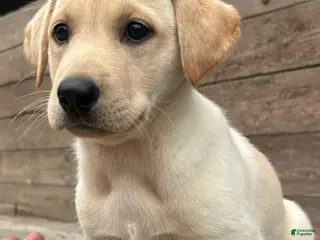 Sheprador dogs Honey - Ad 5