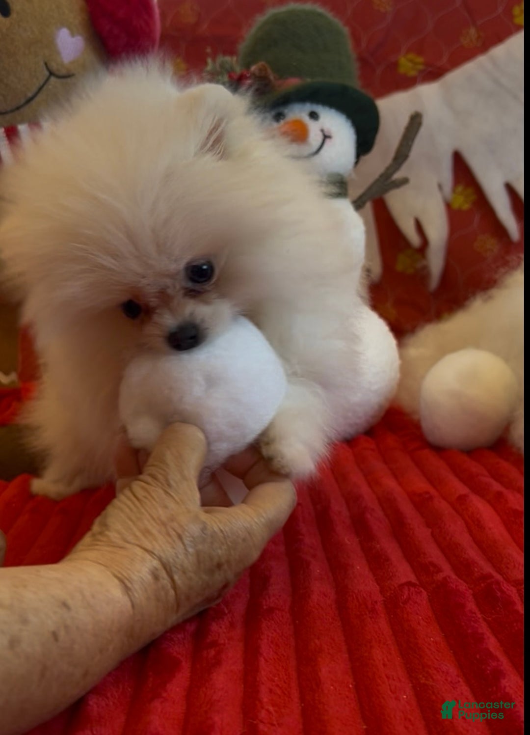 Pomeranian dogs for sale: Tom AKC Registered full rights  - Ad 7