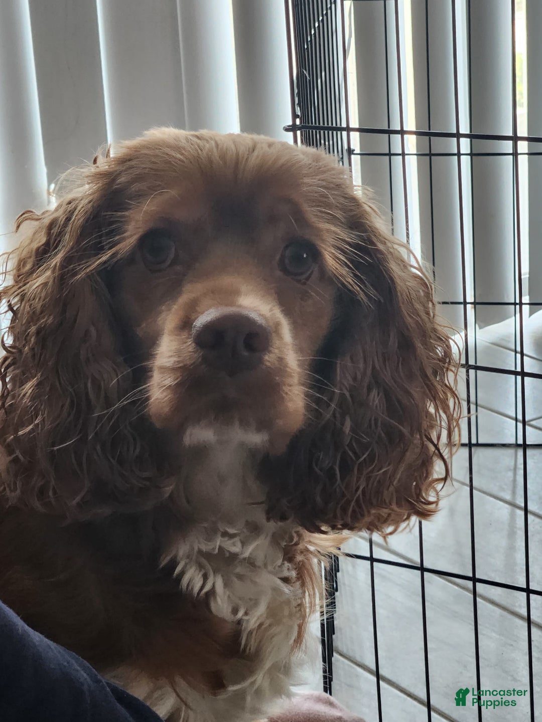 Gallery Image {{count}}