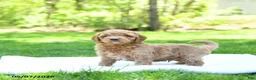 Mini Goldendoodle dogs for sale: Paddington - Ad 3