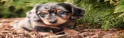 Miniature Dachshund dogs for sale: Pongo - Ad 8