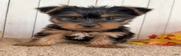 Yorkshire Terrier dogs for sale: Sugar Female AKC Yorkshire Terrier - Ad 11