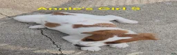 Brittany Spaniel dogs for sale: AKC/UKC French Brittany Annie's Girl 5 - Ad 3