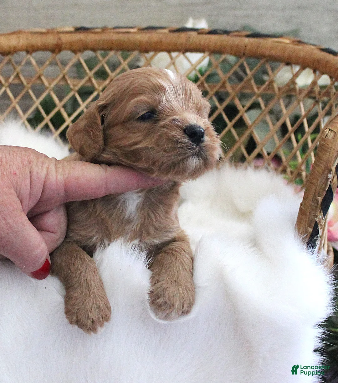 Cavapoo dogs for sale: #2 Male of Evie - Ad 2
