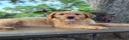 Mini Goldendoodle dogs for sale: Mini Goldendoodle 2 - Ad 11