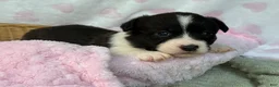Mixed Breed dogs for sale: BRINDLE - Ad 2