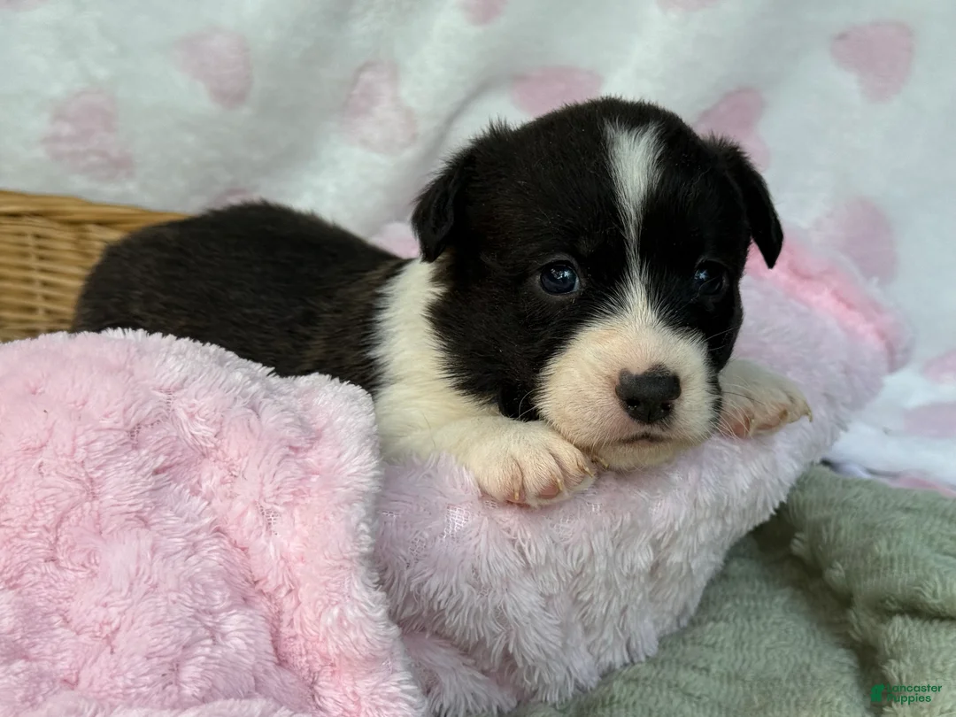 Mixed Breed dogs for sale: BRINDLE - Ad 2