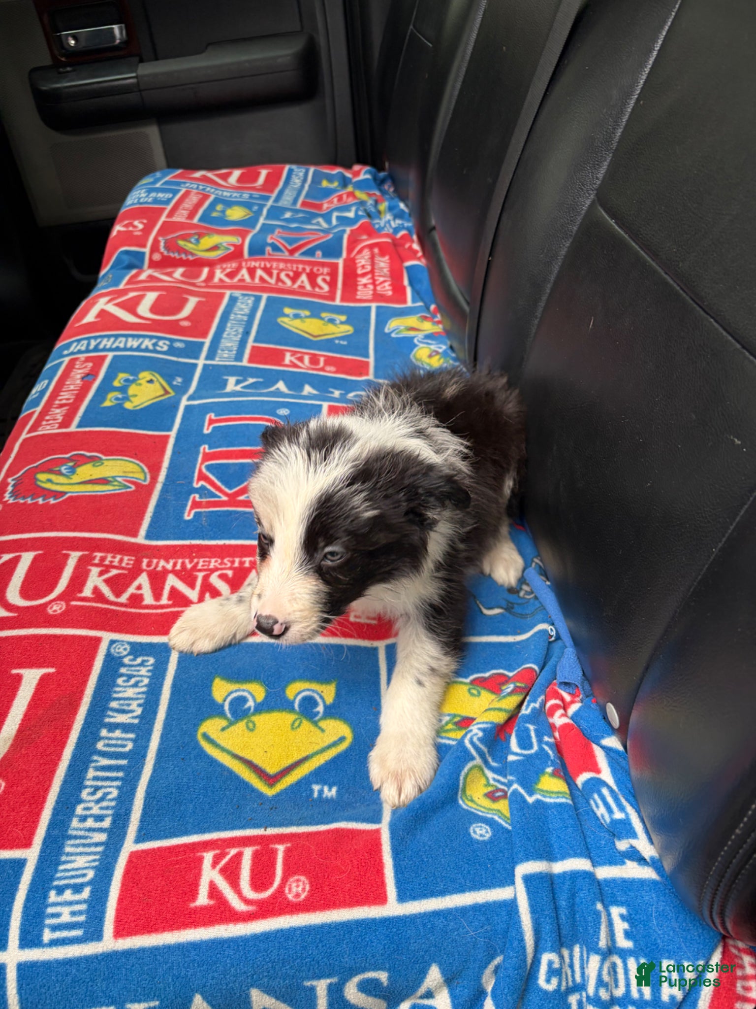 Border Collie dogs for sale: Border Collie Puppy 3 - Ad 1
