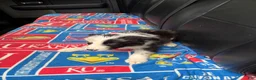 Border Collie dogs for sale: Border Collie Puppy 3 - Ad 1