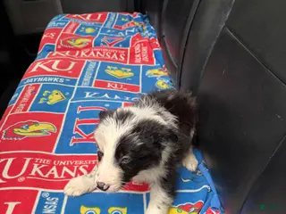 Border Collie dogs for sale: Border Collie Puppy 3 - Ad 1