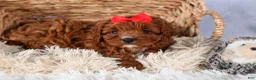 Cavapoo dogs for sale: GUS - Ad 13