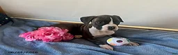 Boxer dogs for sale: Samantha - Ad 6