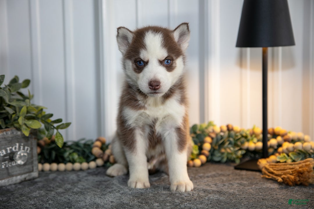 Siberian Husky dogs for sale: Tyke - Ad 1