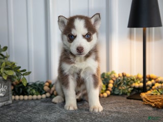 Siberian Husky dogs Tyke - Ad 1