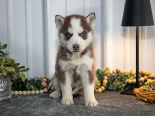 Siberian Husky dogs Tyke - Ad 12