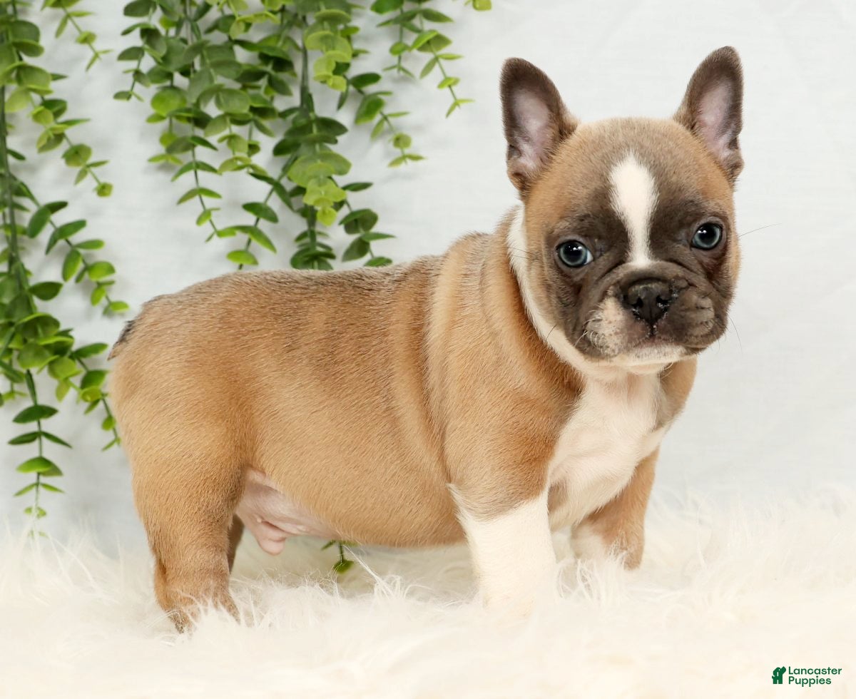 Frenchton dogs Bentley - Ad 13