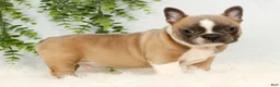 Frenchton dogs for sale: Bentley - Ad 1