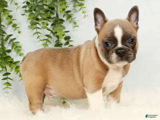Frenchton dogs Bentley - Ad 13