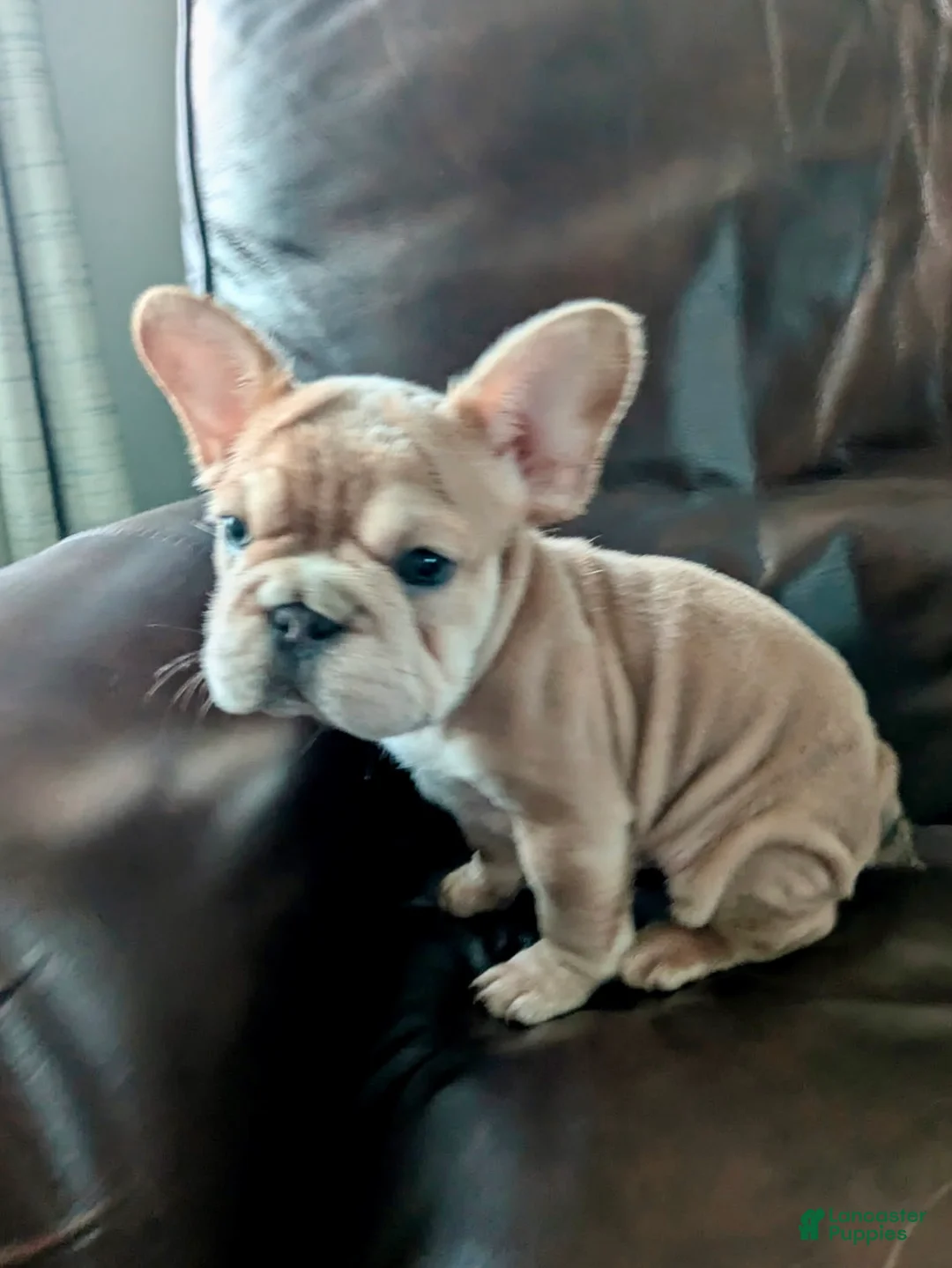 French Bulldog dogs for sale: Meredith - Ad 1