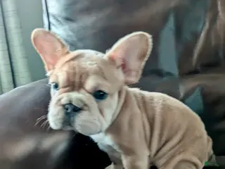 French Bulldog dogs Meredith - Ad 4
