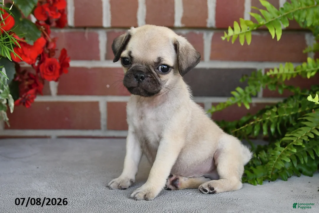 Puggle dogs for sale: Mocha - Ad 2